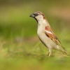 Vrabec domaci - Passer domesticus - House Sparrow 0024